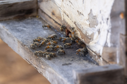 Bees clustering around the entrance of a weathered white-painted wooden beehive, Dhofar Governorate, Wadi Dirba, Oman