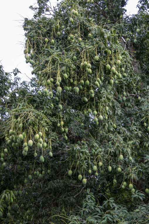 Dozens of mangoes dangle from long stems beneath a dense leafy canopy, Savanes district, Ndara, Ivory Coast