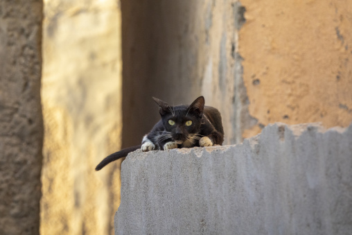 Black cat with white paws and green eyes perched on a stone ledge in a narrow alley, Dhofar Governorate, Mirbat, Oman