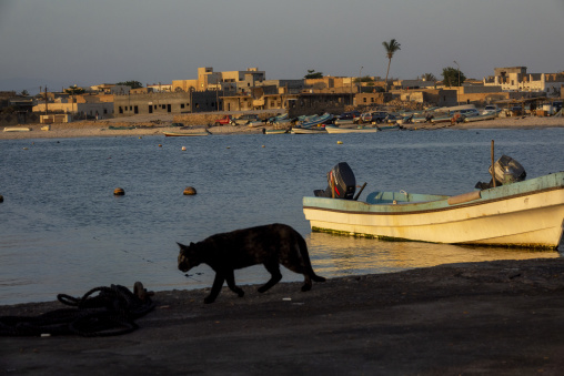 Dark cat walking along a harbor quay lined with fishing boats at sunset, Dhofar Governorate, Mirbat, Oman
