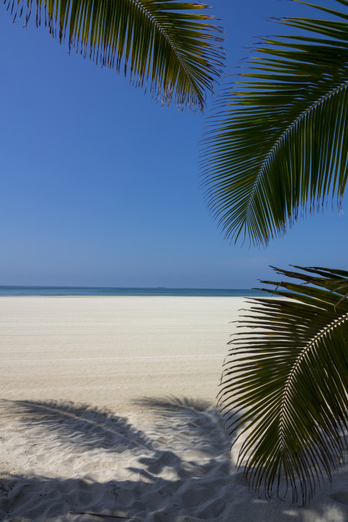 Palm fronds framing a view of a white sand beach and turquoise sea under a clear blue sky, Dhofar Governorate, Salalah, Oman