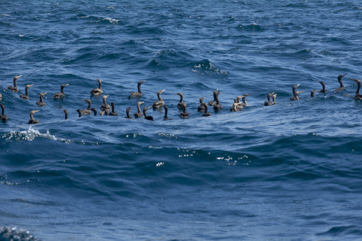 Flock of cormorants swimming together on the surface of a wavy blue sea, Musandam Governorate, Khasab, Oman