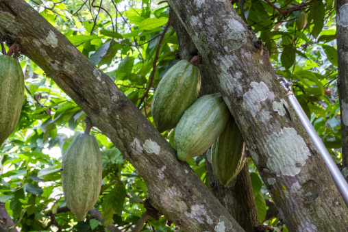 Three green cacao pods cluster together on the trunk of a tree, Région des Lacs, Yamoussoukro, Ivory Coast
