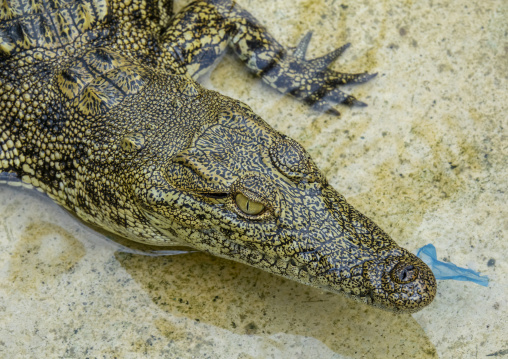 Close-up of a crocodile's head showing its eye and a blue identification tag, Benguela Province, Benguela, Angola