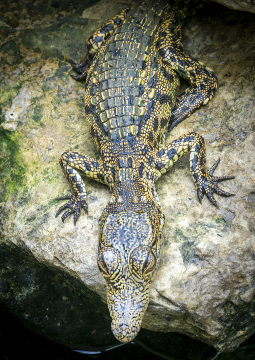 Top view of a crocodile resting on a rock with its legs and claws visible, Benguela Province, Benguela, Angola
