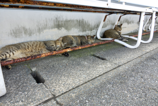Sleeping cat in Cat Island, Ainoshima Island, Shingu, Japan