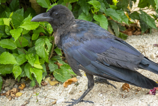 Large-billed crow standing near green bushes, Yaeyama Islands, I