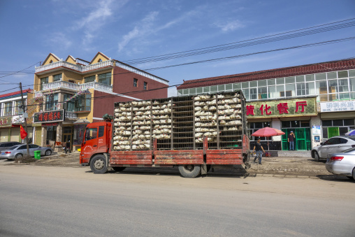 A truck loaded with caged chickens is parked in front of a restaurant, Qinghai Province, Wayaotai, China
