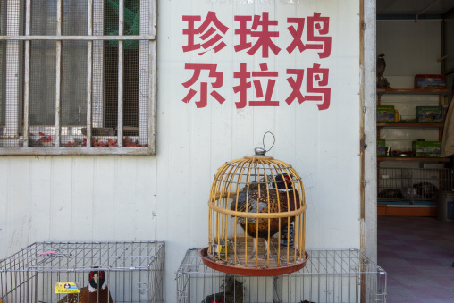 A pheasant sits in a bamboo cage outside a poultry shop, Qinghai Province, Xunhua, China