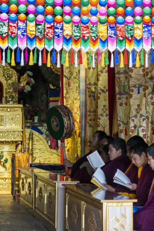 Tibetan monks of the Gelug or Yellow Hat sect read scriptures inside the assembly hall of Bongya monastery, Qinghai Province, Mosele, China