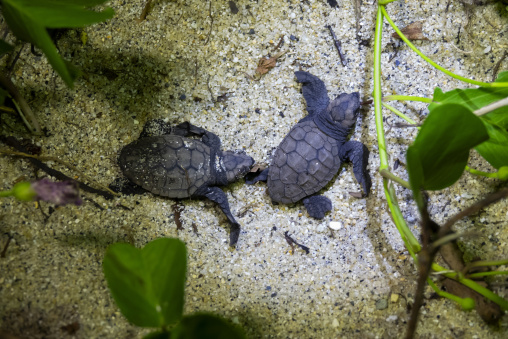 Newborn loggerhead sea turtle on Kurio beach, Kagoshima Prefecture, Yakushima, Japan