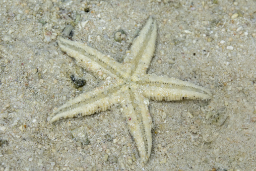 Close-up of a starfish half buried in sand on a beach, Yaeyama I